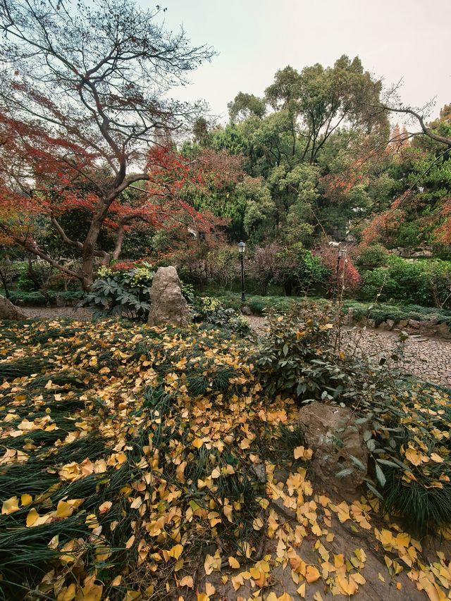 葉家花園 | 深秋的銀杏秘境 葉家花園 | 深秋的銀杏秘境