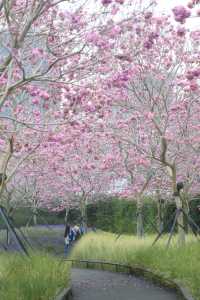 12.11拍|深圳紫花風鈴木開滿啦