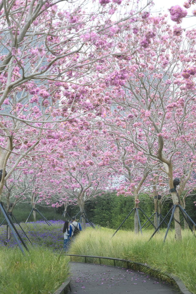 12.11拍|深圳紫花風鈴木開滿啦 12.11拍|深圳紫花風鈴木開滿啦