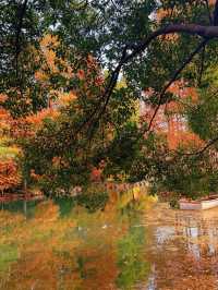 上海秋冬限定!紅杉映金杏賞景全攻略