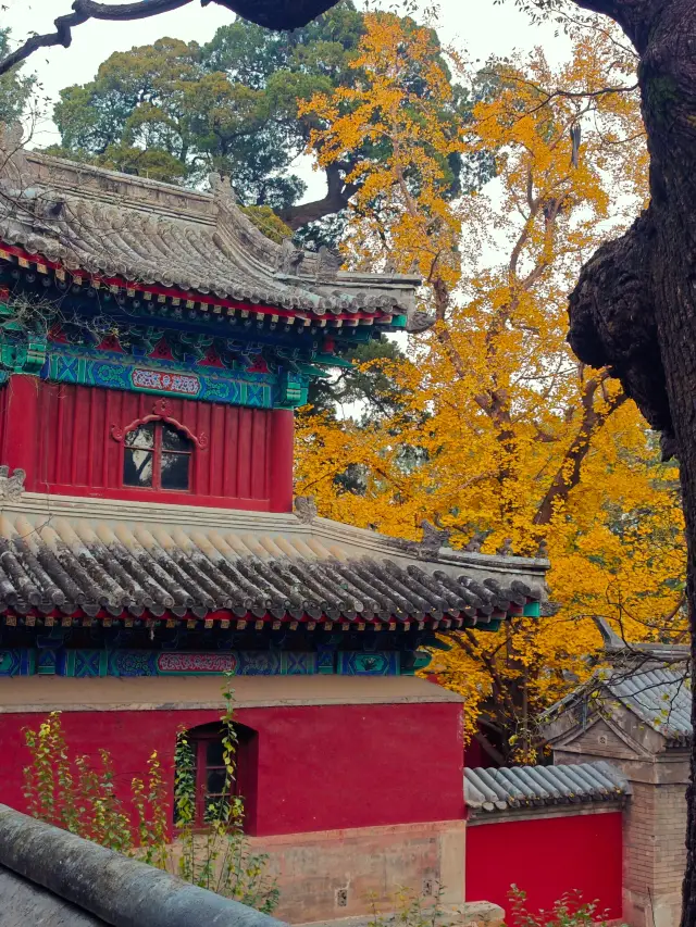 Unlock the mystery tour of Biyun Temple with just one phone, perfect for kids aged 6 and up