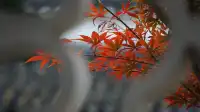 紅葉〡12.7古猗園的橙紅美景
