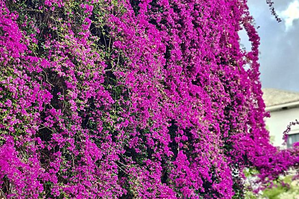 昆明のブーゲンビリアの花の滝おすすめスポット | Trip.com 昆明