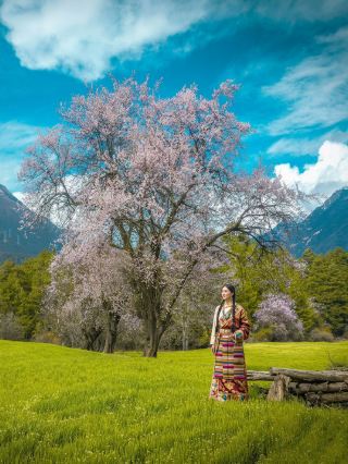 西蔵リンジの桃の花カウントダウン2週間、1人あたり予算3千元！