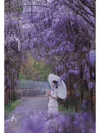 Taizhou Huangyan Lanmei Manor | The limited wisteria waterfall is just too beautiful