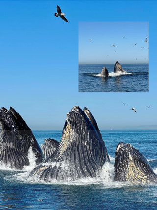 Why choose Monterey for whale watching in the US West Coast?