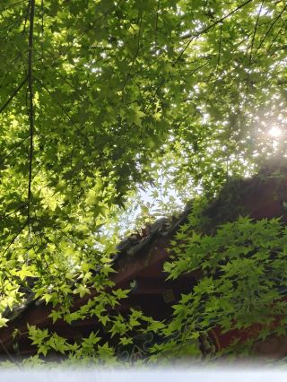 成都から2時間で行ける雲南のこの小さな県は週末にぴったり