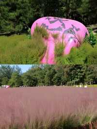 北京奧林匹克公園粉黛亂子草到了季節變色了