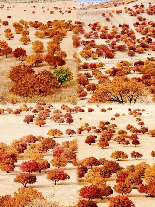 Help! Who spilled God's palette in Inner Mongolia?! If you don't come now, it'll be too late!