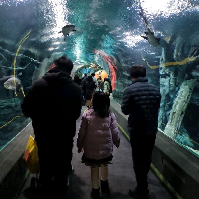🦈🐠롯데월드몰 아쿠아리움에서 물고기 먹이주기🐬🐳