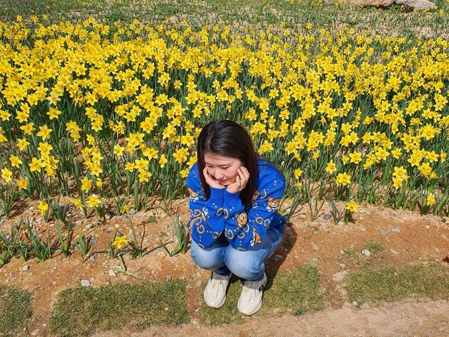 일출맛집! 수선화도 예쁜 오륙도해맞이공원🌅