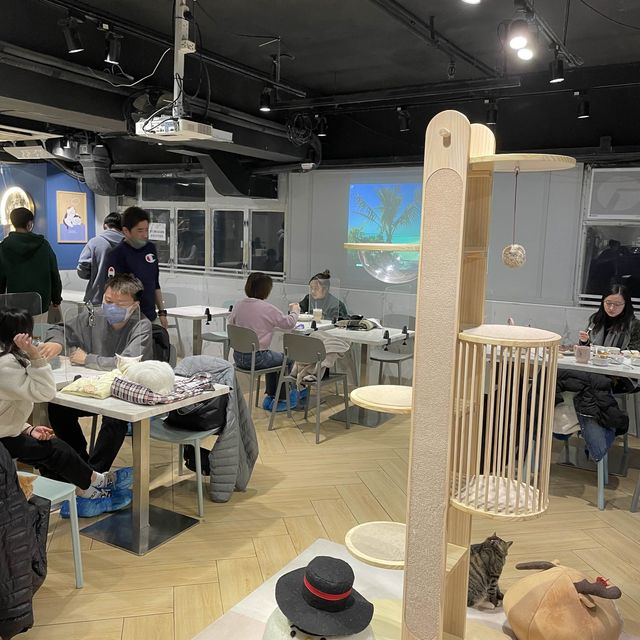 貓貓cafe首選urban cafe