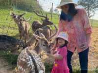  ภักดีฟาร์ม ฟาร์มกวางแห่งเดียวในพิษณุโลก🐑🦌