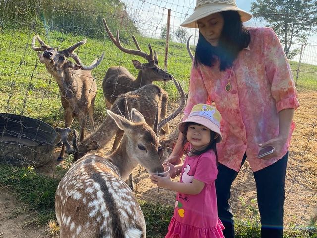  ภักดีฟาร์ม ฟาร์มกวางแห่งเดียวในพิษณุโลก🐑🦌