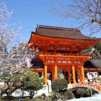上賀茂神社の桜は五分咲きで華やかだった。