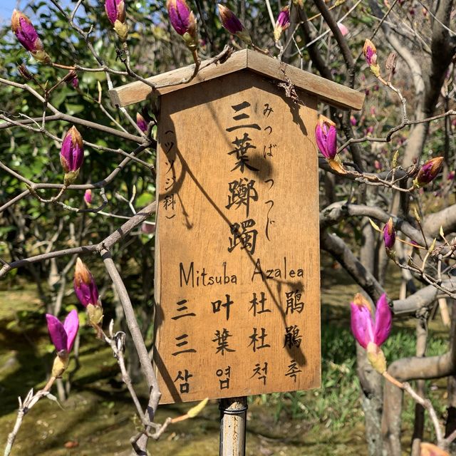 花花世界～天龍寺～熱門景點