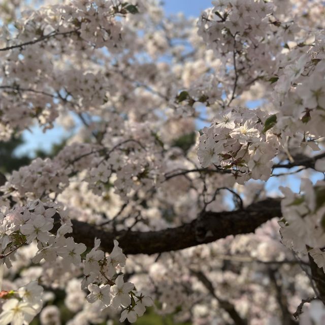 분당의 벚꽃명소는 역시 중앙공원 