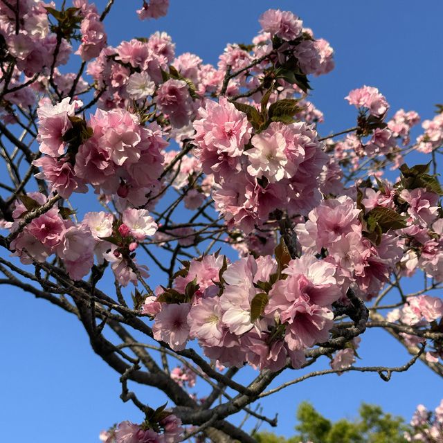Sakura in Fukuoka!!! 