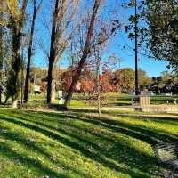 Autumn's Golden Embrace: Canberra's Enchantment