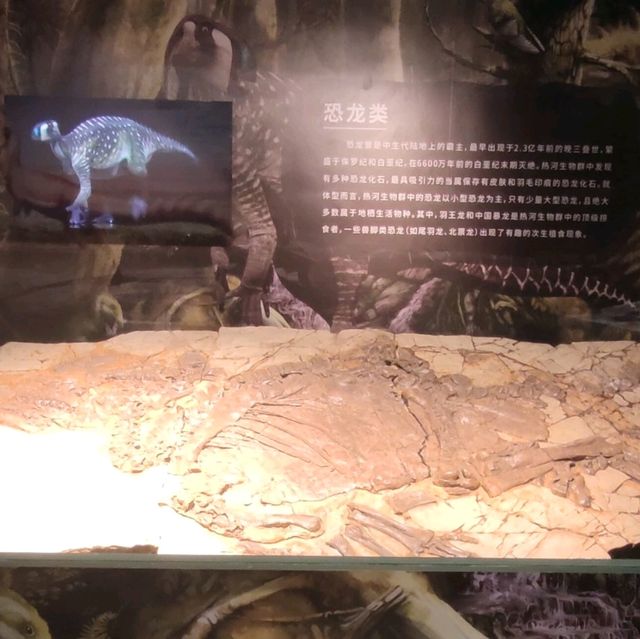 打卡深圳歷史民俗館化石展☞重返白堊紀