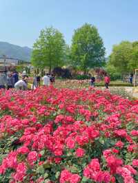 💐 “곡성장미축제” 아직 안 가보셨나요?