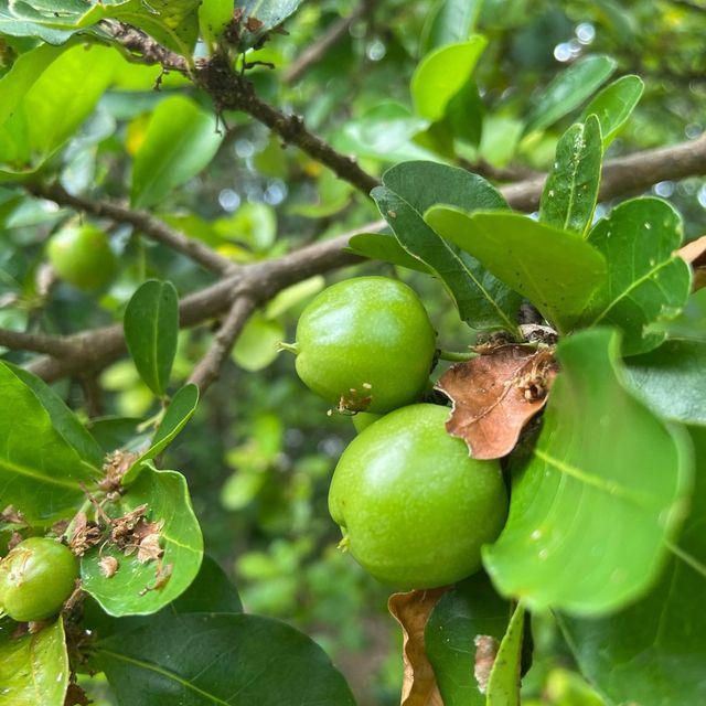 Tropical Fruit Farm: Where Nature Blooms