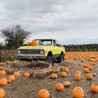 【巨大なカボチャ畑！】カナダでハロウィンを初体験！inリッチモンド