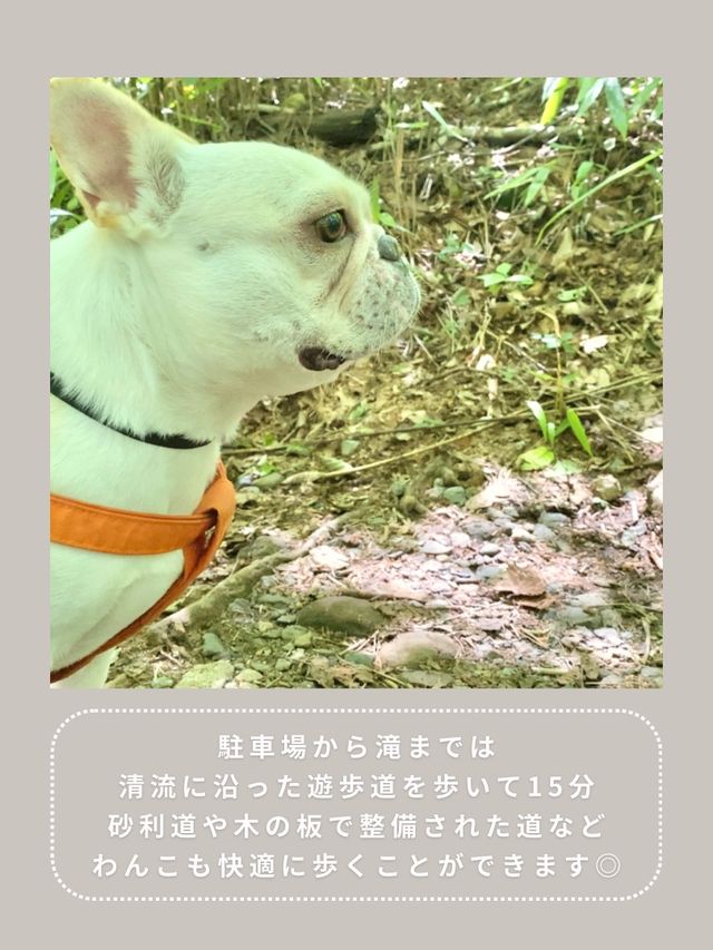 【山梨】マイナスイオンたっぷり🥹🫧
