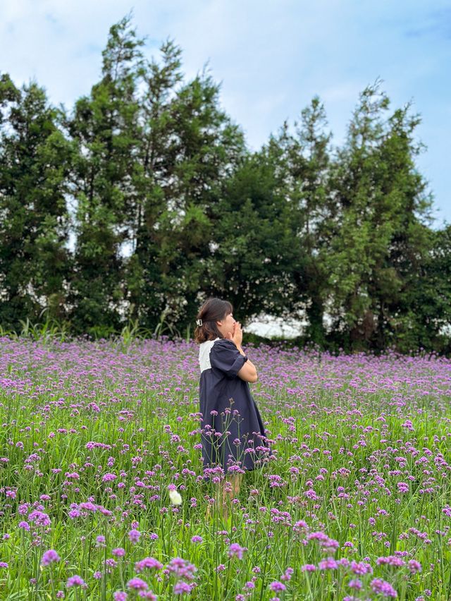제주 버베나를 만날 수 있는 ’항파두리항몽유적지‘