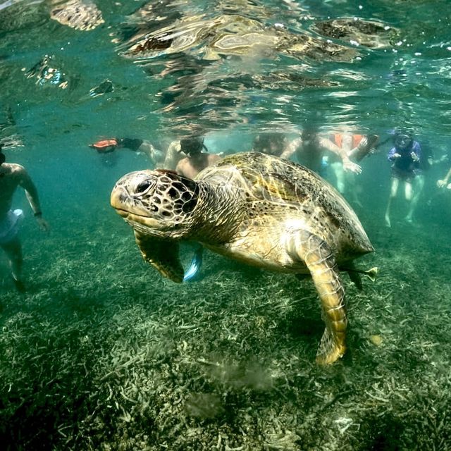 태국 떠오르는 카오타오 섬(Koh Tao Island) 투어