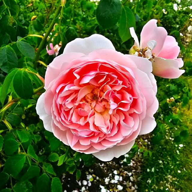 GORGEOUS ROYAL BOTANIC GARDENS, KEW!