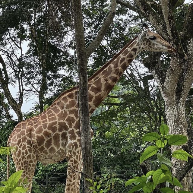 A Touch With Wildlife- SG Zoo !