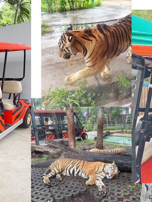🇹🇭芭提雅老虎園 - 近距離同老虎bb接觸🐅