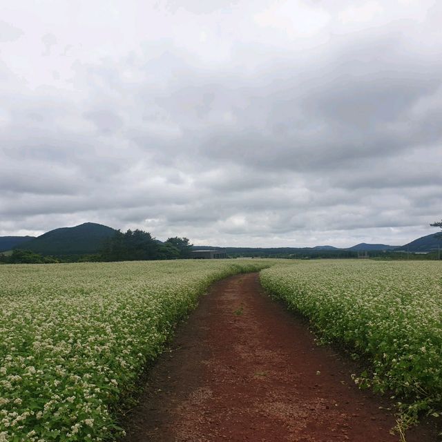 여름의 제주 꽃구경🌼