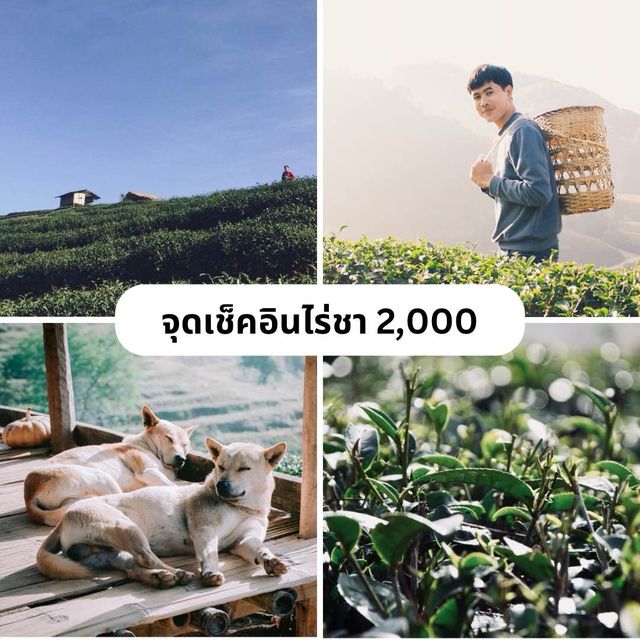 4 จุดเช็คอินเมื่ิอไปดอยอ่างขาง
