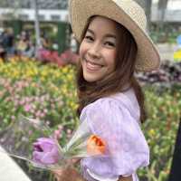 ทิวลิปบานที่ระยองมีอยู่จริง