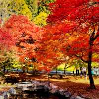 【長野県/紅葉が美しい🍁”出早雄小萩神社”と”出早公園”】