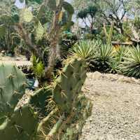 【インドネシア】壮大な植物園　“Kebun Raya Bogor”