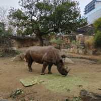 入場料 大人500円！大満足 天王寺動物園