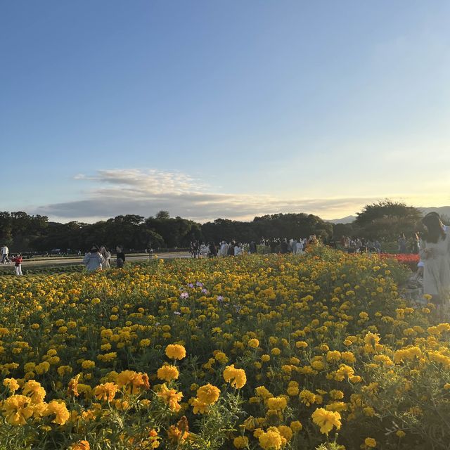 경주 핑크뮬리 코스모스