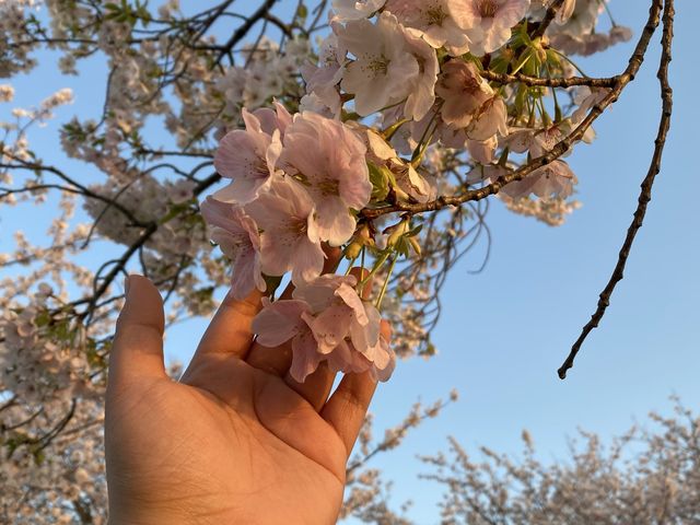 It’s Almost Sakura Season in Japan 🌸