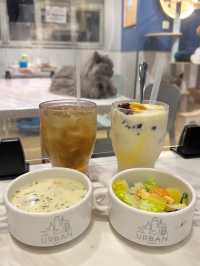 🐱再訪高質貓貓cafe
