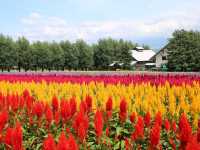 Hokkaido's breathtaking field