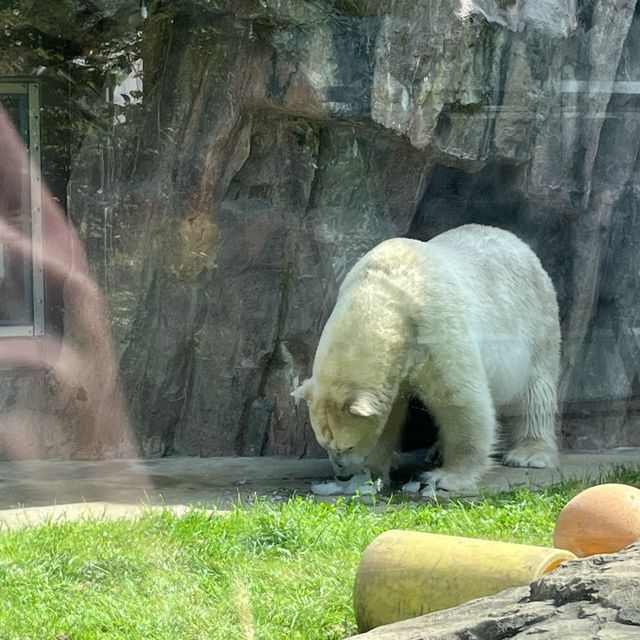 🦅🐙🐊意料之外玩了半天🦧上野動物園🐯🐼🐧