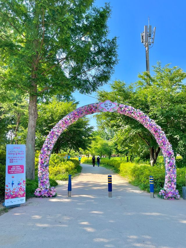 경기도 수국축제는 자라섬에서 진행~ing📸
