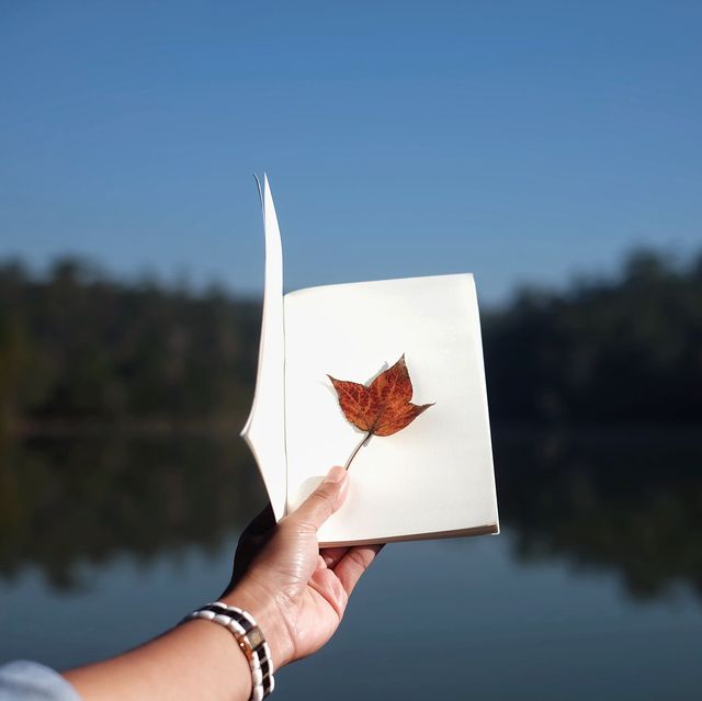 ป่าสนวัดจันทร์ ที่พักธรรมชาติ จังหวัดเชียงใหม่ 🍁