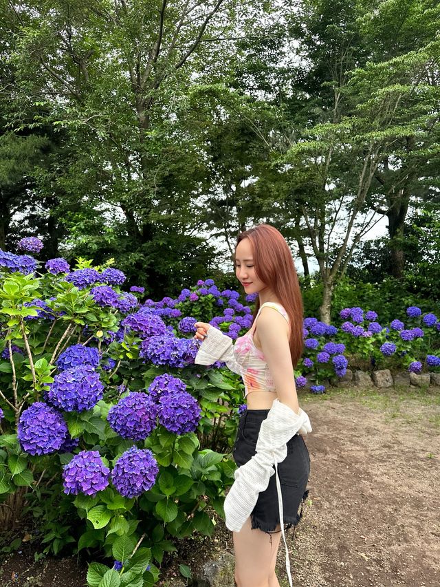 수국이 만개한 정원, 휴애리 자연생활공원🪻