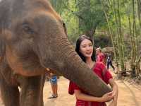 하룻동안 코끼리의 친구가 될 수 있는 치앙마이 Kerchor elephant eco park