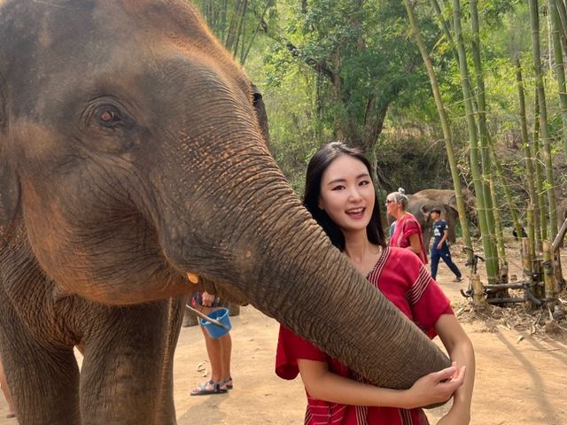하룻동안 코끼리의 친구가 될 수 있는 치앙마이 Kerchor elephant eco park