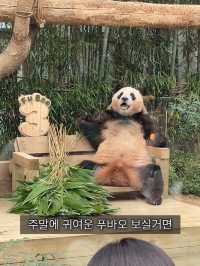 에버랜드 푸바오를 보기 위한 줄 클라스🐼 판다월드 입장 꿀팁
